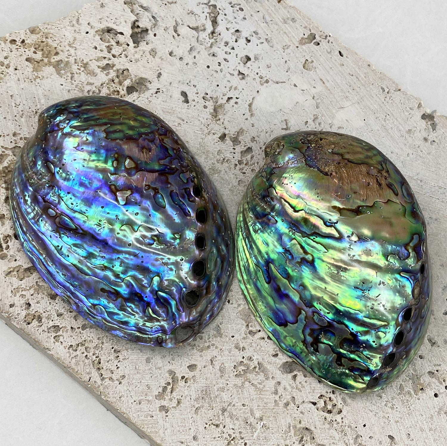 Abalone Shell