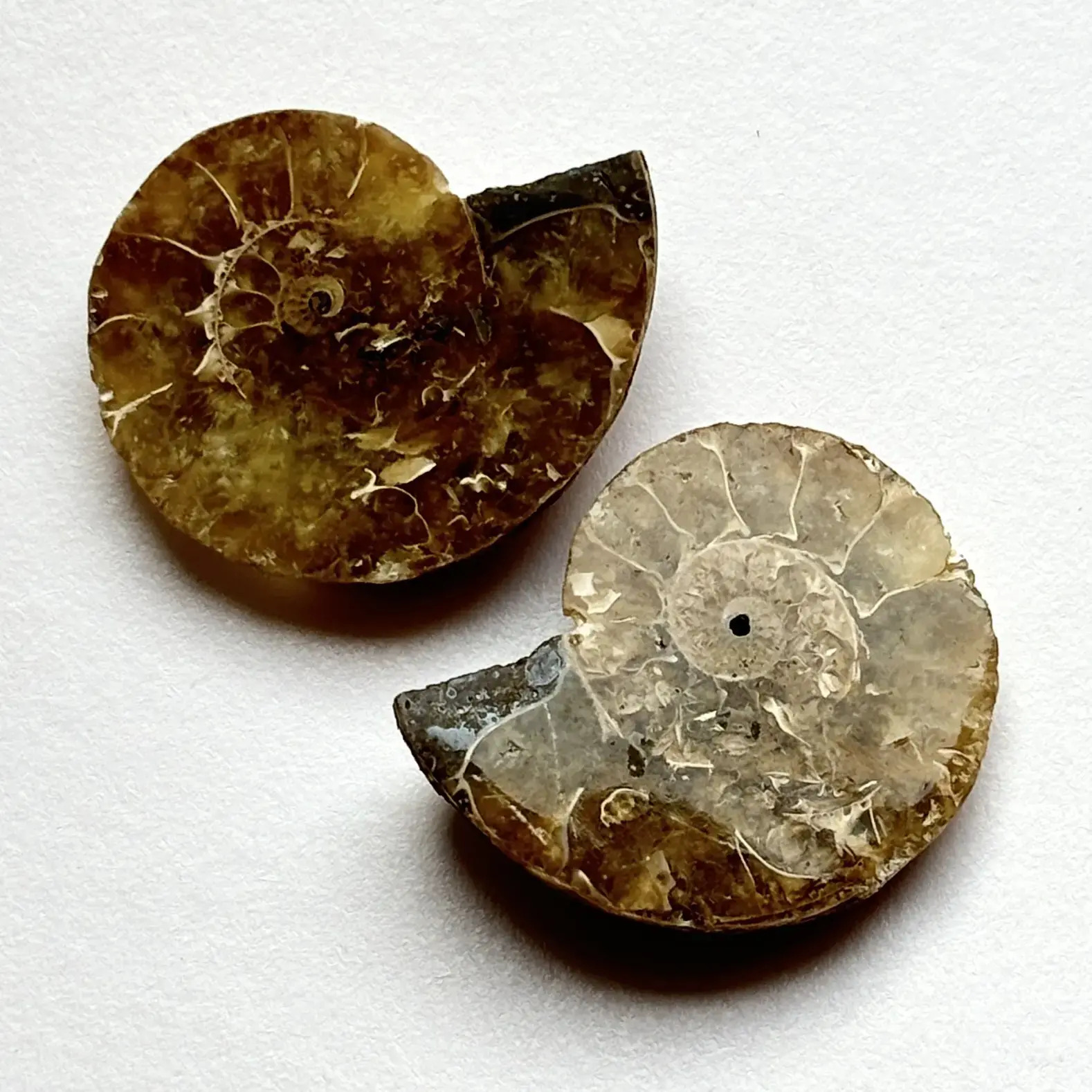 Ammonite Fossil