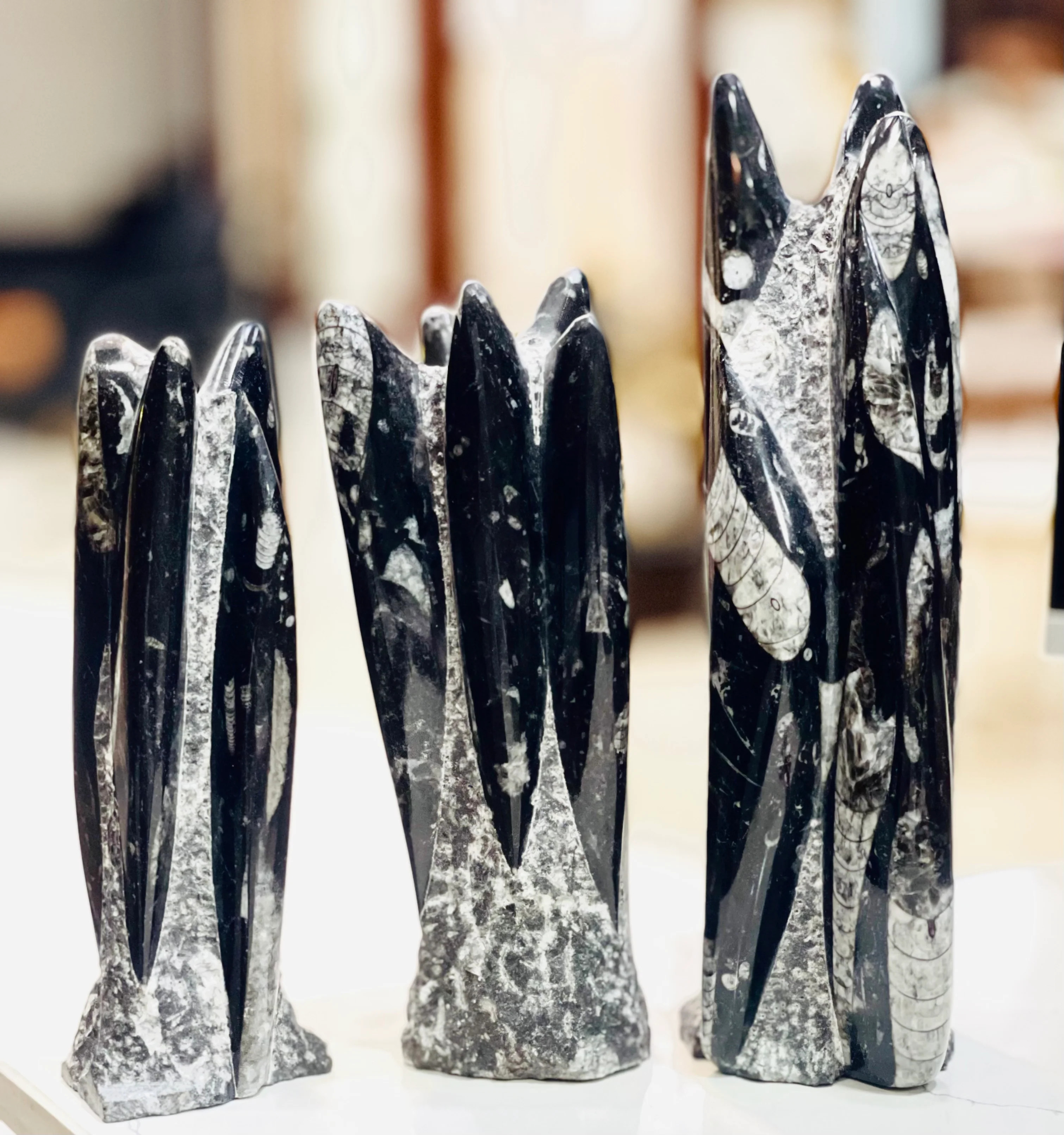 Orthoceras Fossil