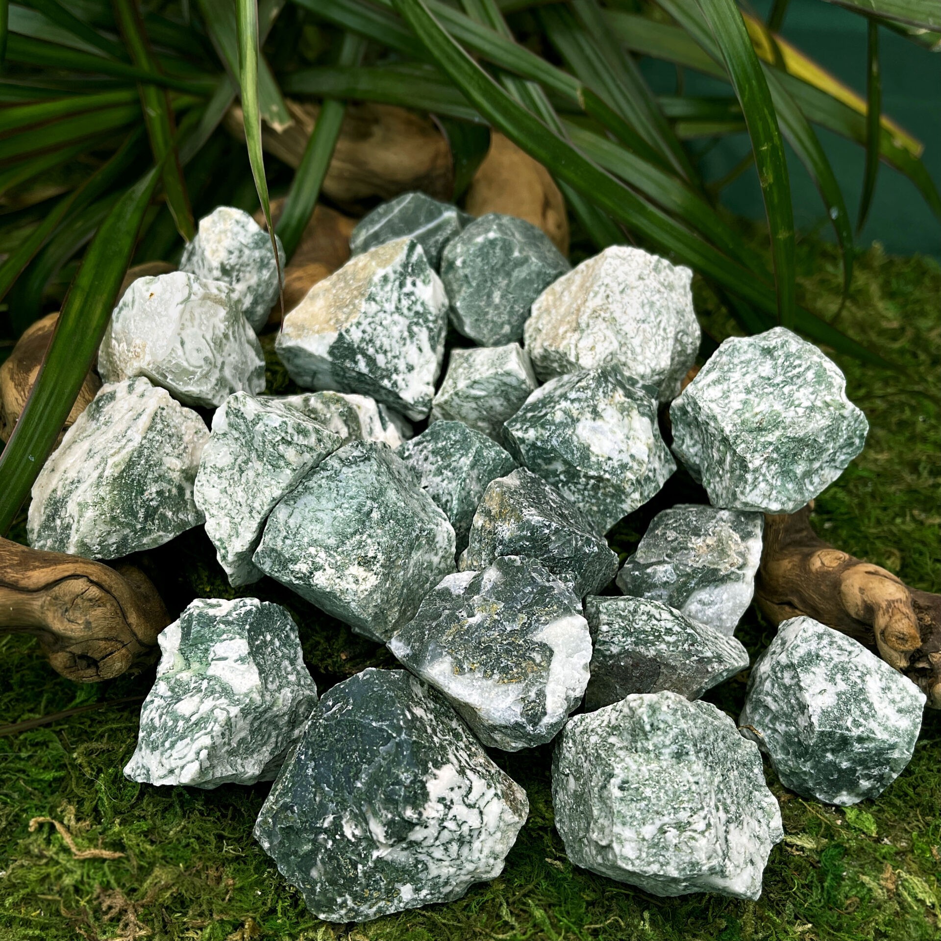 Tree Agate